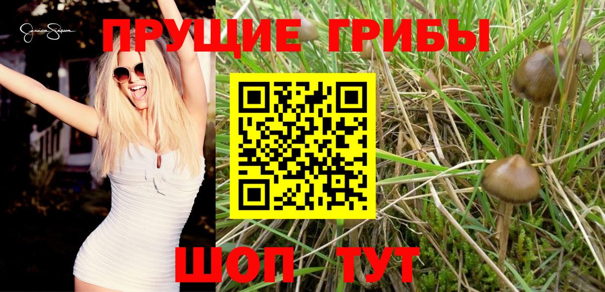 Электросталь  Галлюциногенные грибы Psilocybine cubensis  Вход с VPN 