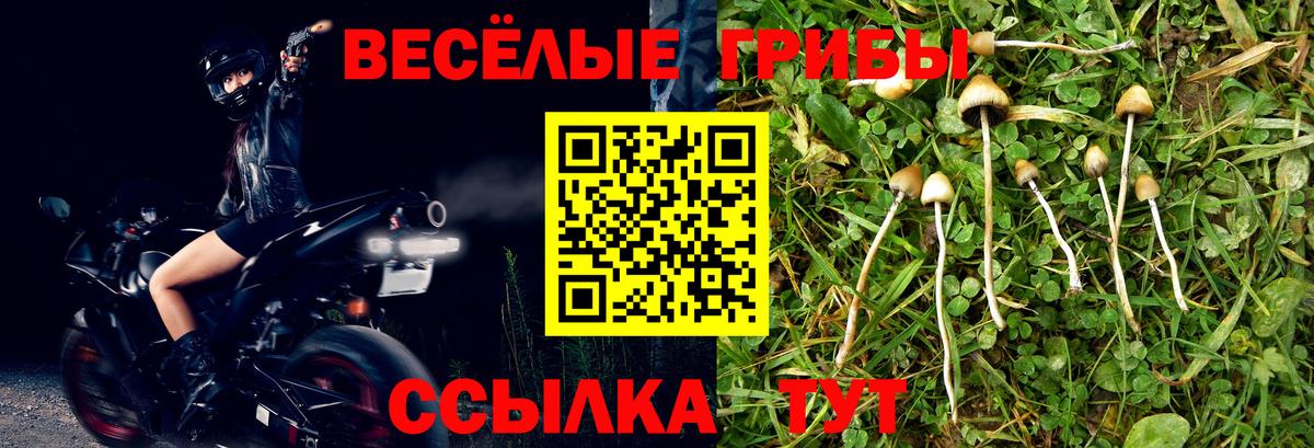 Псилоцибиновые грибы Psilocybe Электросталь